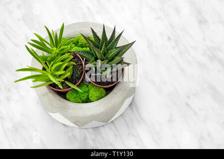 Handmade concrete planter with succulents and moss, on marble background. Home decor. Stock Photo