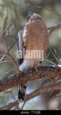 A Cooper's hawk unblinking attention is on display in Lion's Park, Cheyenne, Wyoming Stock Photo