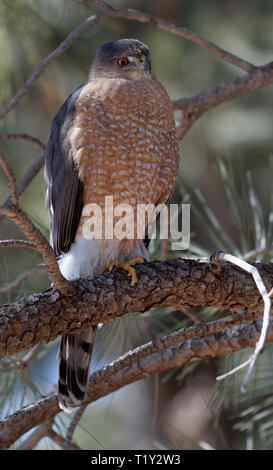 A Cooper's hawk unblinking attention is on display in Lion's Park, Cheyenne, Wyoming Stock Photo