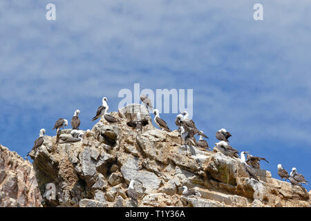 Small colony of Peruvian booby (Sula variegata) perched preying on a rocky boulder of the Ballestas Islands in Paracas, Peru. Stock Photo