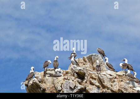 Small colony of Peruvian booby (Sula variegata) perched preying on a rocky boulder of the Ballestas Islands in Paracas, Peru. Stock Photo
