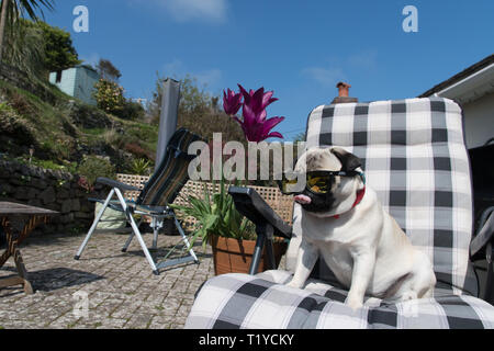 Pug sitting outside on lounger in the sunshine Stock Photo