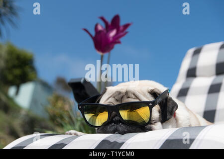 Pug sitting outside on lounger in the sunshine Stock Photo