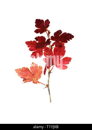 Red autumn branch from gooseberry Ribes uva-crispa isolated on white background Stock Photo