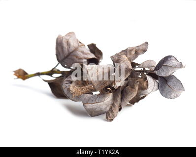Branch of dead dry gray leaves from willow tree isolated on white background Stock Photo