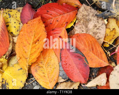Different autumn colored leaves laying on the ground Stock Photo