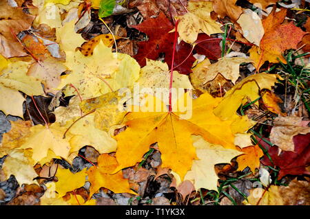 Different autumn colored leaves laying on the ground Stock Photo