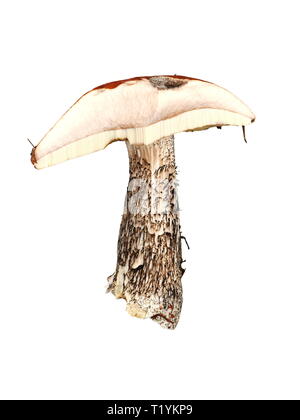 Cross section of a Leccinum vercipelle birch bolete mushroom showing pores on white background Stock Photo