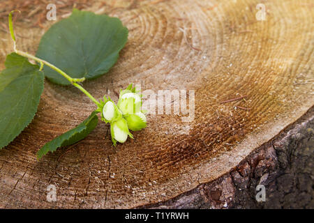 Branch of green unripe hazelnuts on the tree stump. Nuts of the filbert growing. Hazelnut tree, four unripe filberts. Selective focus Stock Photo