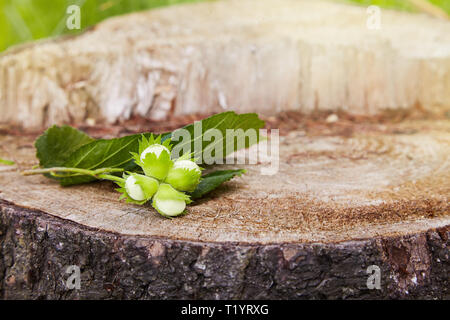 Branch of green unripe hazelnuts on the tree stump. Nuts of the filbert growing. Hazelnut tree, four unripe filberts. Selective focus Stock Photo