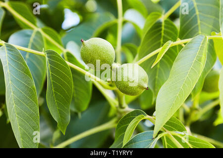 unripe green walnuts  growing on a branch of a walnut tree. Tree of walnuts. Green leaves background Stock Photo