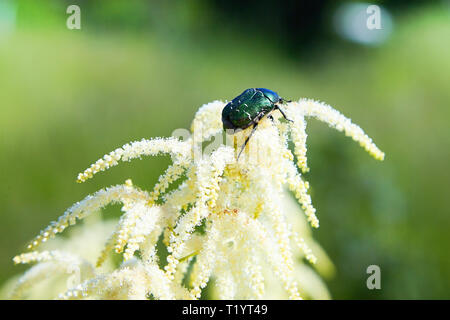 Cetonia aurata or Green Chafer beetle on a flower. The Golden Goldsmiths On white Blossom Stock Photo