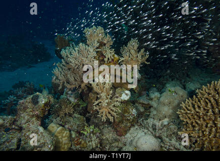 Coral Grouper, Cephalopholis miniata, on coral reef, Hamata, Egypt Stock Photo