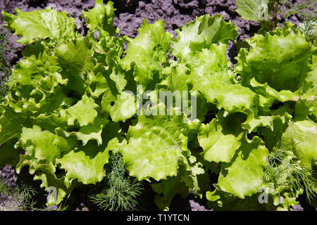 young green lettuce growing on vegetable bed Stock Photo