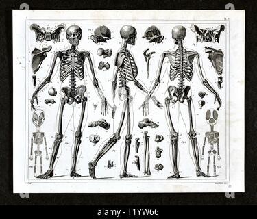 1849 Medical Illustration of Human Anatomy showing the Skeletal System Stock Photo