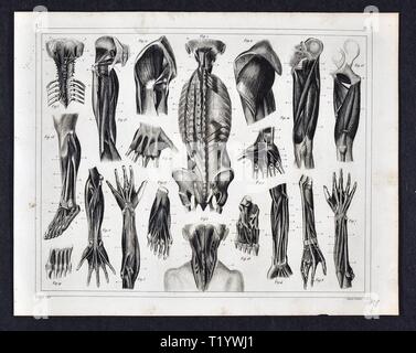 1849 Medical Illustration of Human Anatomy Stock Photo