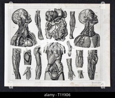 1849 Medical Illustration of Human Anatomy showing Circulatory System and Organs of the Abdomen, Neck and Hip Stock Photo
