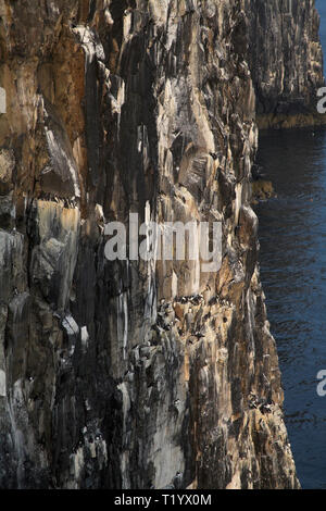 Sea bird colony on the Isle of May Firth of Forth Scotland Stock Photo