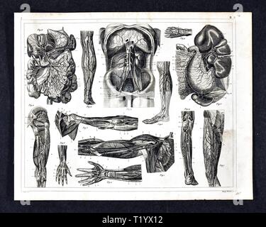 1849 Medical Illustration of Human Anatomy Circulatory System Stock Photo