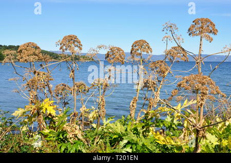 The invasive plant Persian hogweed Heracleum persicum Stock Photo