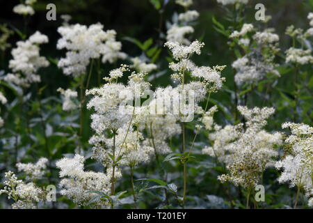 Closeup on flowering meadowsweet Filipendula ulmaria Stock Photo