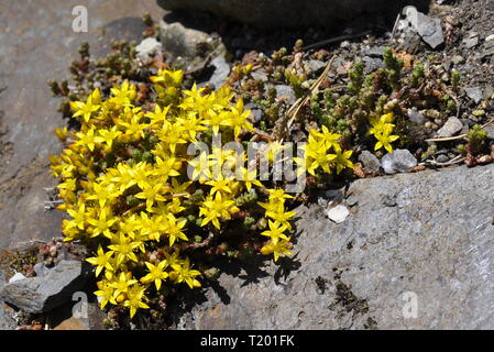 Goldmoss growing in cracks on a stone Stock Photo