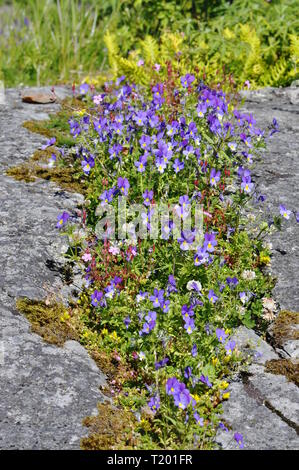Wild pansy flowers Viola tricolor growing in a crevice between rocks Stock Photo
