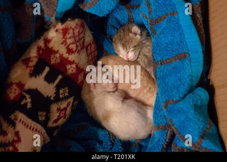 Newborn kittens sleeping. Stock Photo