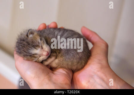 Newborn kittens sleeping. Stock Photo