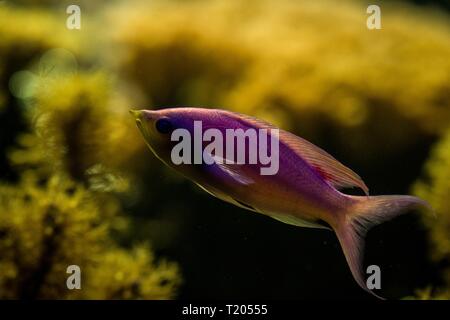 Pink fish, Yellow fish, Marine fish