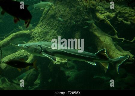 Sturgeon (Ancipenser sturio), fresh water fish, beautiful fish with tree  trunk and roots in background, aquarium, wallpaper Stock Photo - Alamy