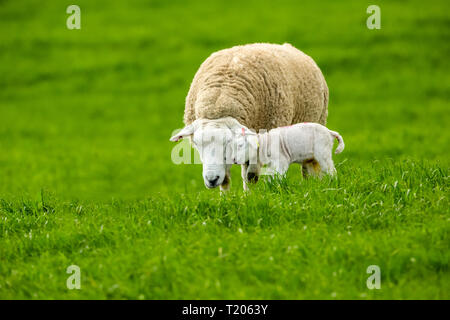 Texel Ewe, female sheep with newborn lamb.  A tender moment between mother and baby lamb in lush green meadow. Landscape, Horizontal. Space for copy Stock Photo