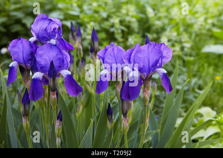 Violet-blue flowers of  bearded iris (Iris germanica) on a green background of meadow grasses Stock Photo