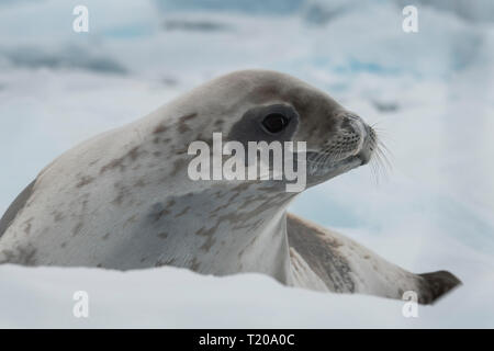 Antarctica. Fish Islands.  The Fish Islands are located between Crystal Sound and Grandidier Channel below the Antarctic Circle. Crabeater seal. Stock Photo