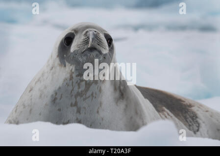 Antarctica. Fish Islands.  The Fish Islands are located between Crystal Sound and Grandidier Channel below the Antarctic Circle. Crabeater seal. Stock Photo