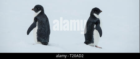 Antarctica. Fish Islands. The Fish Islands are located between Crystal Sound and Grandidier Channel below the Antarctic Circle. Adelie penguins on ice. Stock Photo