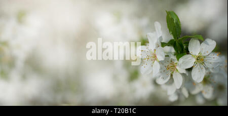 SPRING FLOWER BACKGROUNDS. SMALL WHITE CHERRY OR PLUM BLOSSOM BLURRED WITH COPY SPACE. Stock Photo