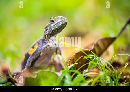 Red Headed Rock Agama, female, Albert Schweitzer hospital, Lambarene, Gabon Stock Photo
