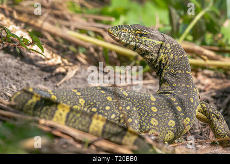 Ornate Monitor Lizard, Loango National Park, Gabon Stock Photo - Alamy