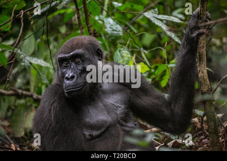 Gorillas in Loango National Park, Gabon Stock Photo