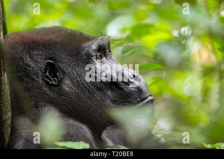 Gorillas in Loango National Park, Gabon Stock Photo