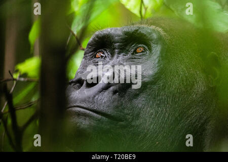 Gorillas in Loango National Park, Gabon Stock Photo