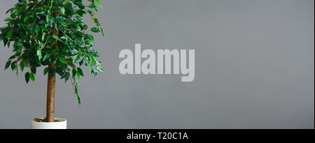 Flower pot with ficus tree standing at grey background, panorama, copy space Stock Photo