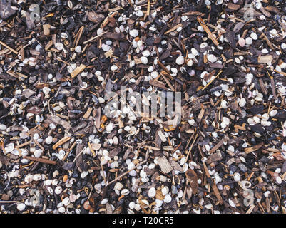 seashells and small wooden pieces washed out on the beach shore Stock Photo