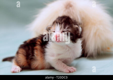 One week old norwegian forest cat kitten sleeping. His eyes are not open yet. Stock Photo