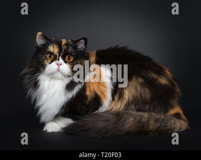 Young adult tortie British Longhair cat, laying down side ways. Looking at camera with dark orange pigmented eyes. Isolated on black background/ Stock Photo