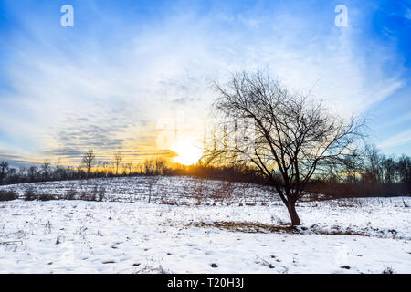 Beautiful winter sunset, lonely tree, snow-covered field and dramatic sky. Winter landscape. Stock Photo