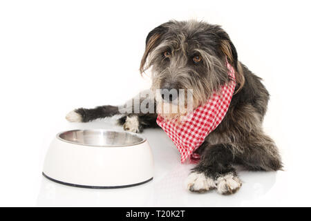 FUNNY DOG EATING FOOD. SHEEPDOG  WEARING A CHECKERED NAPKIN LYING DOWN NEXT TO A EMPTY BOWL. ISOLATED SHOT AGAINST WHITE BACKGROUND. Stock Photo