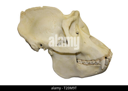 gorilla skull bear tiger