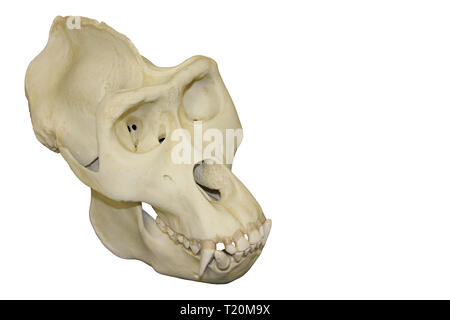 Male Gorilla Skull White Background Stock Photo